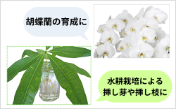 そのほか